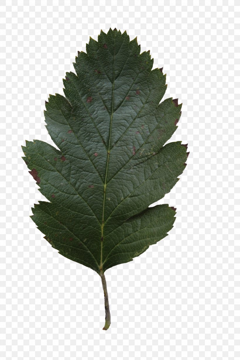 Leaf Tree Oak Alnus Glutinosa Clip Art, PNG, 2304x3456px, Leaf, Acorn, Alder, Alnus Glutinosa, Ash Download Free