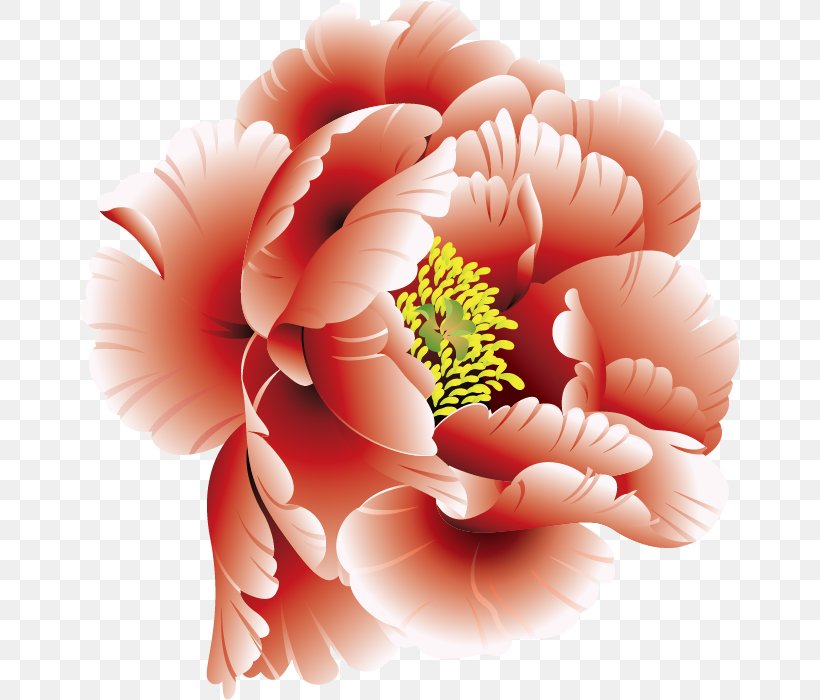 Peony Flower Clip Art, PNG, 660x700px, Peony, Chrysanths, Close Up, Computer, Cut Flowers Download Free