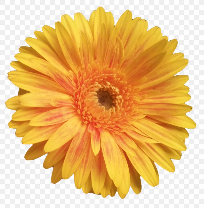 Cut Flowers Transvaal Daisy Dahlia Common Daisy, PNG, 1569x1600px, Flower, Annual Plant, Blue, Calendula, Chrysanths Download Free