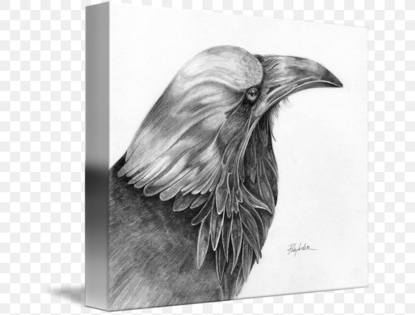 Eagle Drawing /m/02csf Beak Feather, PNG, 650x623px, Eagle, Artwork, Beak, Bird, Bird Of Prey Download Free