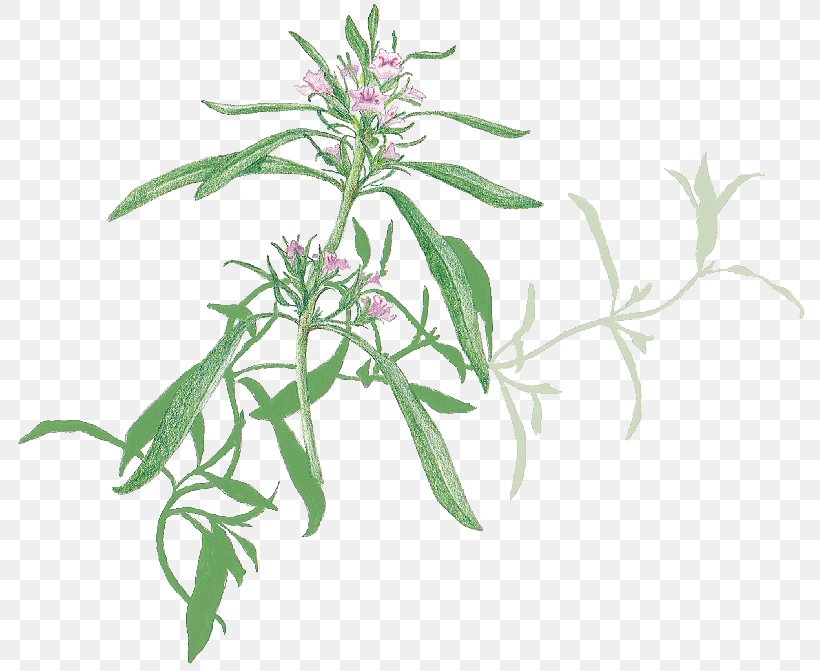 Favourite Herbs Summer Savory Plant Stem, PNG, 800x671px, Favourite Herbs, Flower, Grass, Herb, Herbalism Download Free