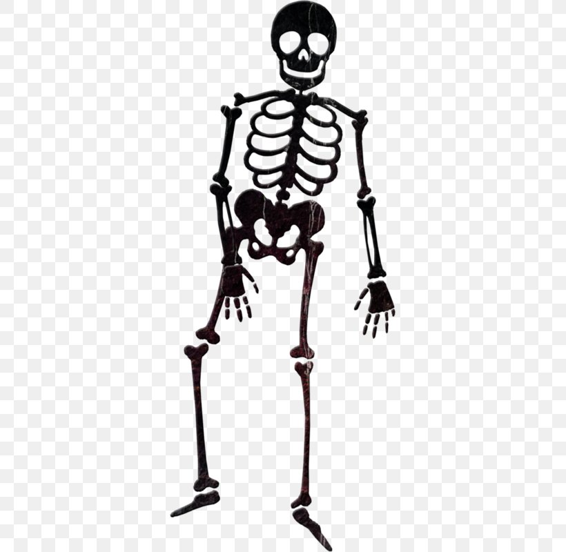 Human Skeleton Skull, PNG, 327x800px, Skeleton, Art, Black And White, Bone, Display Resolution Download Free