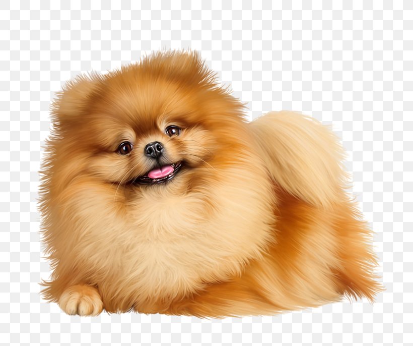 Pomeranian German Spitz Klein Puppy Pug, PNG, 800x686px, Pomeranian, Ancient Dog Breeds, Animal, Carnivoran, Chihuahua Download Free