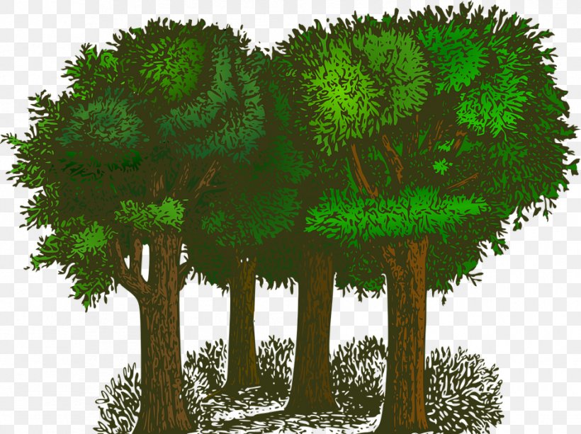 Tree Fir Clip Art, PNG, 941x704px, Tree, Biome, Branch, Christmas Tree, Fir Download Free
