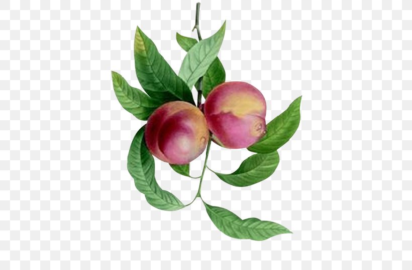 Fruit Peach Plum Food Apple, PNG, 500x539px, Fruit, Apple, Branch, Call Me By Your Name, Common Fig Download Free