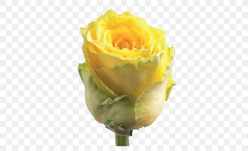 Garden Roses Cut Flowers Centifolia Roses Floribunda, PNG, 500x500px, Garden Roses, Bride, Bud, Centifolia Roses, Cut Flowers Download Free