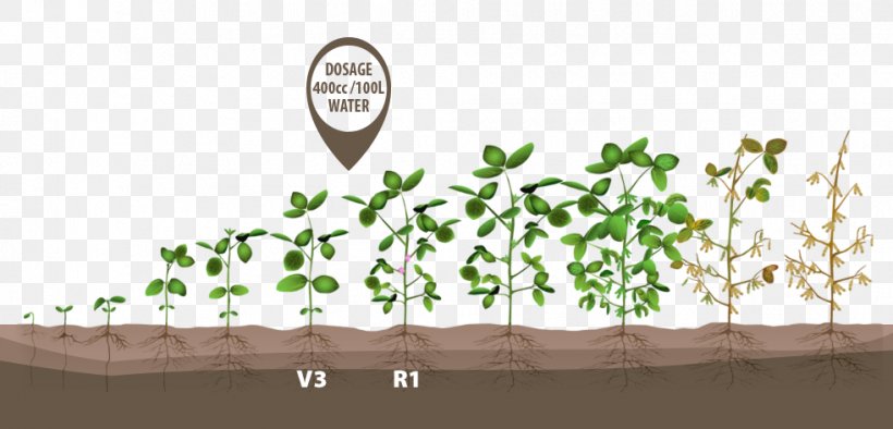 Growing Soybeans Crop Green Bean, PNG, 982x472px, Soybean, Agronomy, Bean, Branch, Child Development Stages Download Free