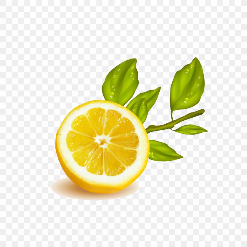 Lemon Lime Fruit Illustration, PNG, 1181x1181px, Lemon, Bitter Orange, Citric Acid, Citron, Citrus Download Free