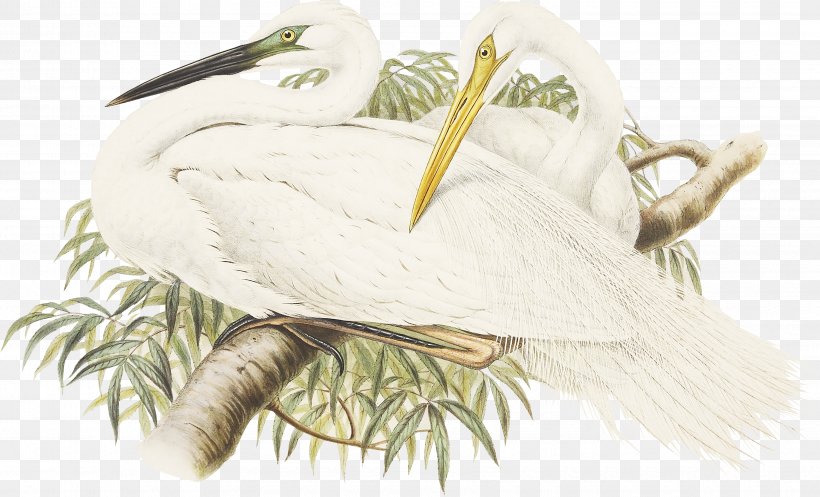 A White Heron Longevity, PNG, 3400x2063px, White Heron, Beak, Bird, Daniel Giraud Elliot, Essay Download Free