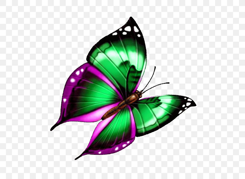 Butterfly Illustration, PNG, 600x600px, Butterfly, Arthropod, Brush Footed Butterfly, Insect, Invertebrate Download Free