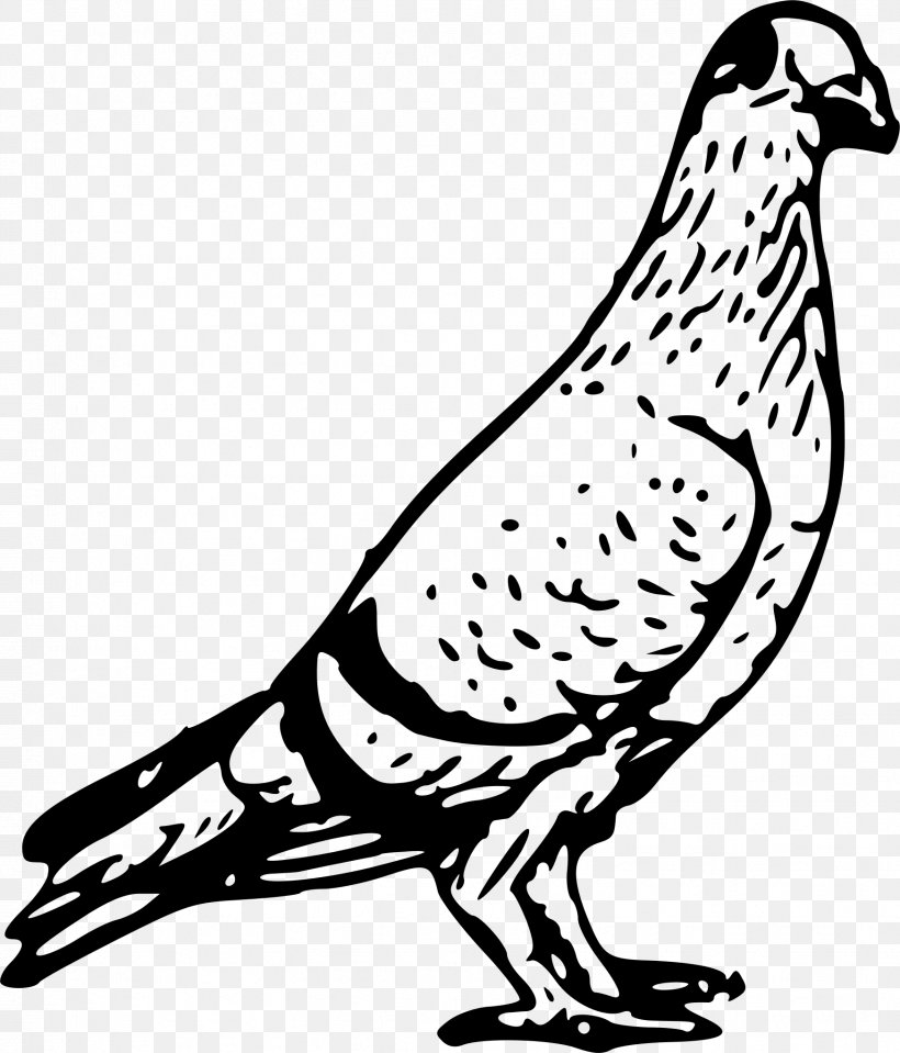 Homing Pigeon Columbidae Bird Clip Art, PNG, 1747x2044px, Homing Pigeon, Artwork, Beak, Bird, Black And White Download Free
