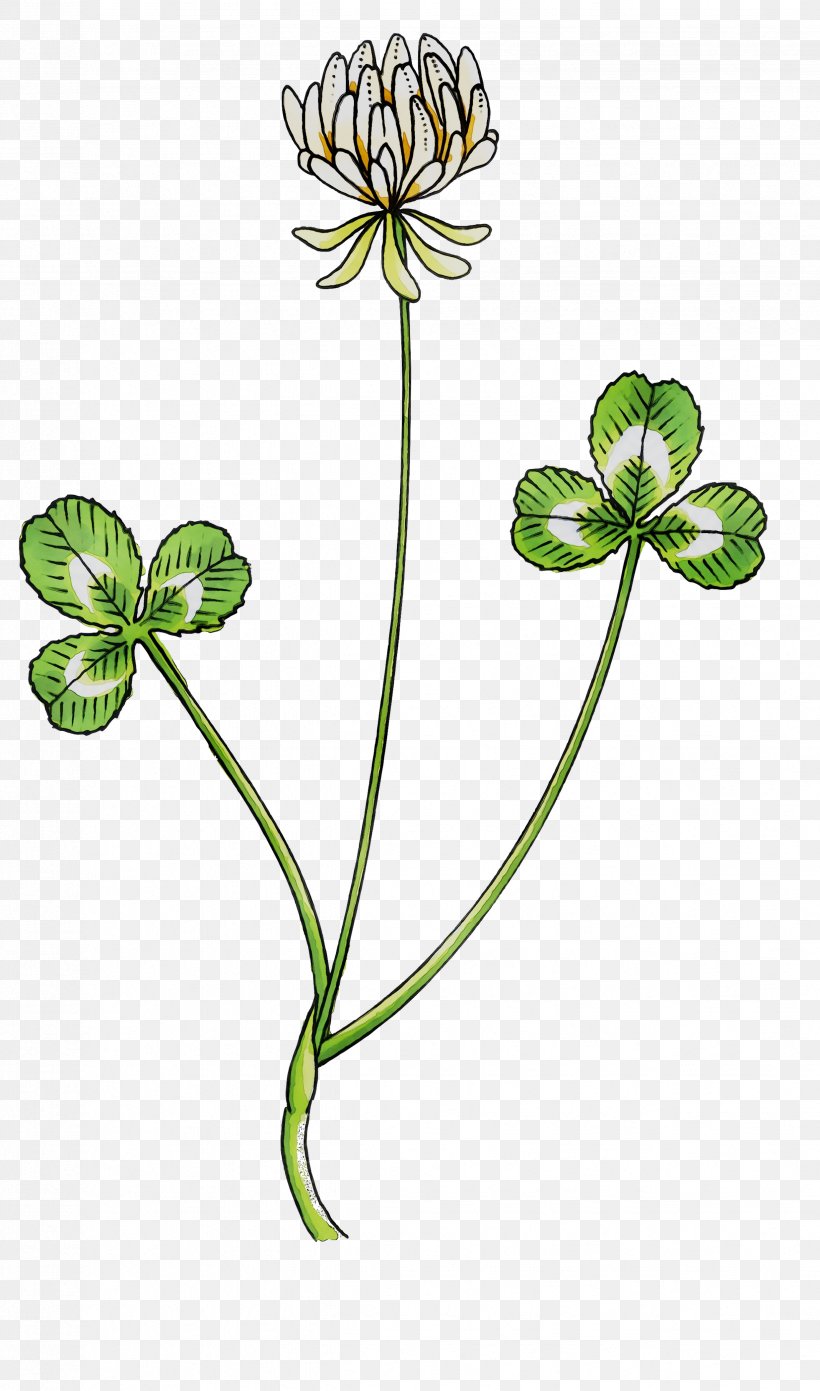 Leaf Plant Stem Flowering Plant Plants, PNG, 2472x4194px, Leaf, Botany, Clover, Dutch Clover, Flower Download Free