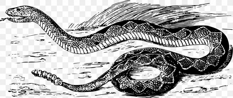 Rattlesnake Vipers Venomous Snake, PNG, 1000x423px, Rattlesnake, Black And White, Boas, Cobra, Coral Snake Download Free