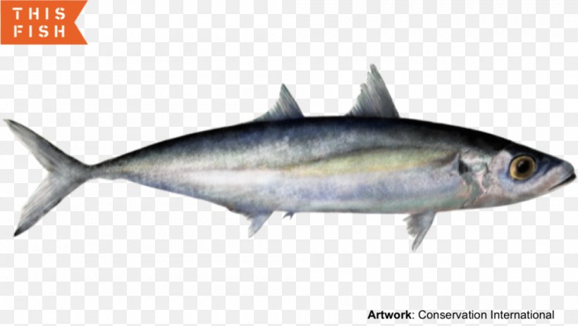 Sardine Thunnus Mackerel Scad Fish Products, PNG, 1000x565px, Sardine, Anchovy, Bonito, Bony Fish, Fauna Download Free