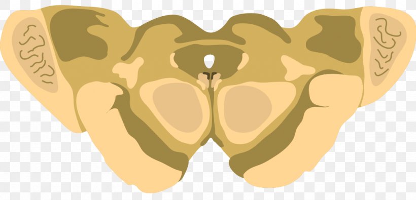 Superior Colliculus Inferior Colliculus Midbrain Brainstem Corpora Quadrigemina, PNG, 1024x494px, Watercolor, Cartoon, Flower, Frame, Heart Download Free