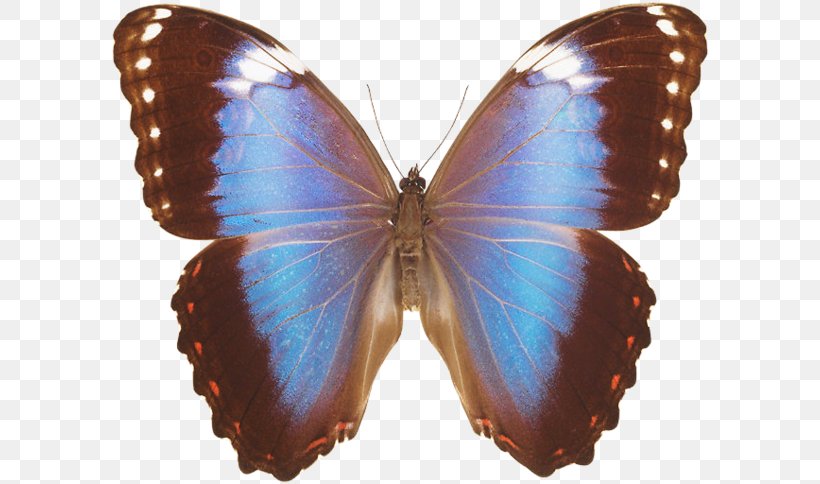 Brush-footed Butterflies Butterfly Common Blue Morpho Insect Gossamer-winged Butterflies, PNG, 600x484px, Brushfooted Butterflies, Art, Arthropod, Azure, Barcelona Download Free