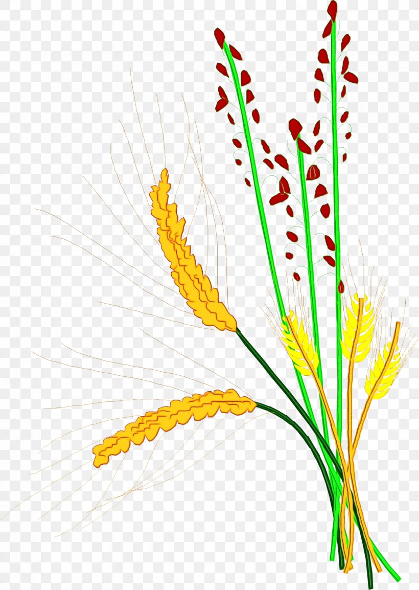 Plant Flower Yellow Grass Family Flowering Plant, PNG, 1225x1724px, Watercolor, Flower, Flowering Plant, Grass Family, Paint Download Free
