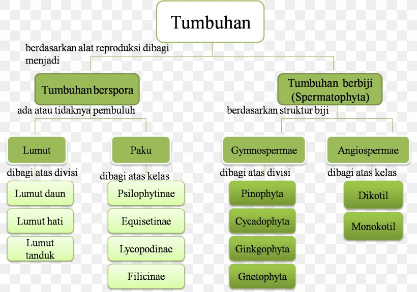 Seed Plants Concept Map Medicinal Plants Burknar, PNG, 1502x1054px, Plant, Aquatic Plants, Area, Article, Brand Download Free