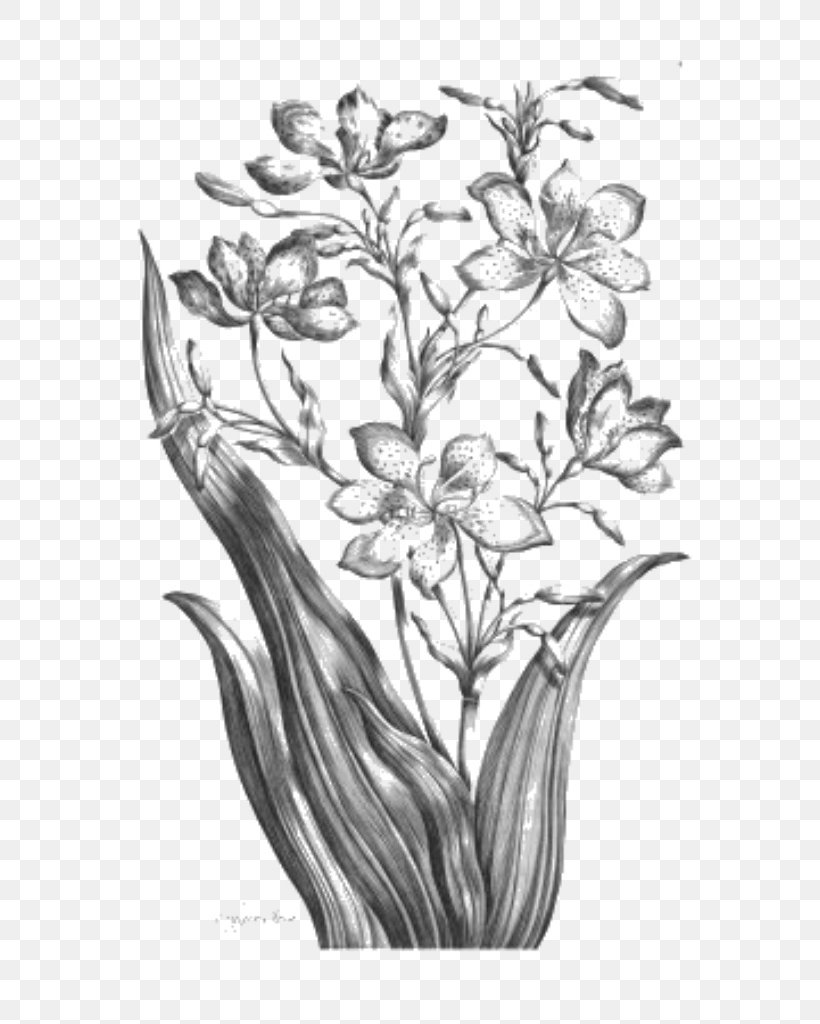 Twig Floral Design Leaf Sketch, PNG, 769x1024px, Twig, Black And White, Branch, Drawing, Flora Download Free