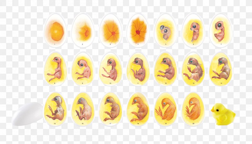 Chicken Egg Biological Life Cycle Candling Incubator, PNG, 1200x687px, Chicken, Biological Life Cycle, Candling, Chicken As Food, Chicken Egg Download Free