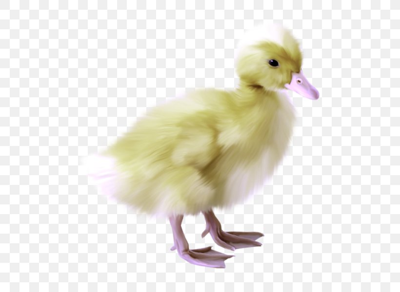 Duck Goose Chicken Bird Clip Art, PNG, 600x600px, Duck, Animal, Beak, Bird, Chicken Download Free
