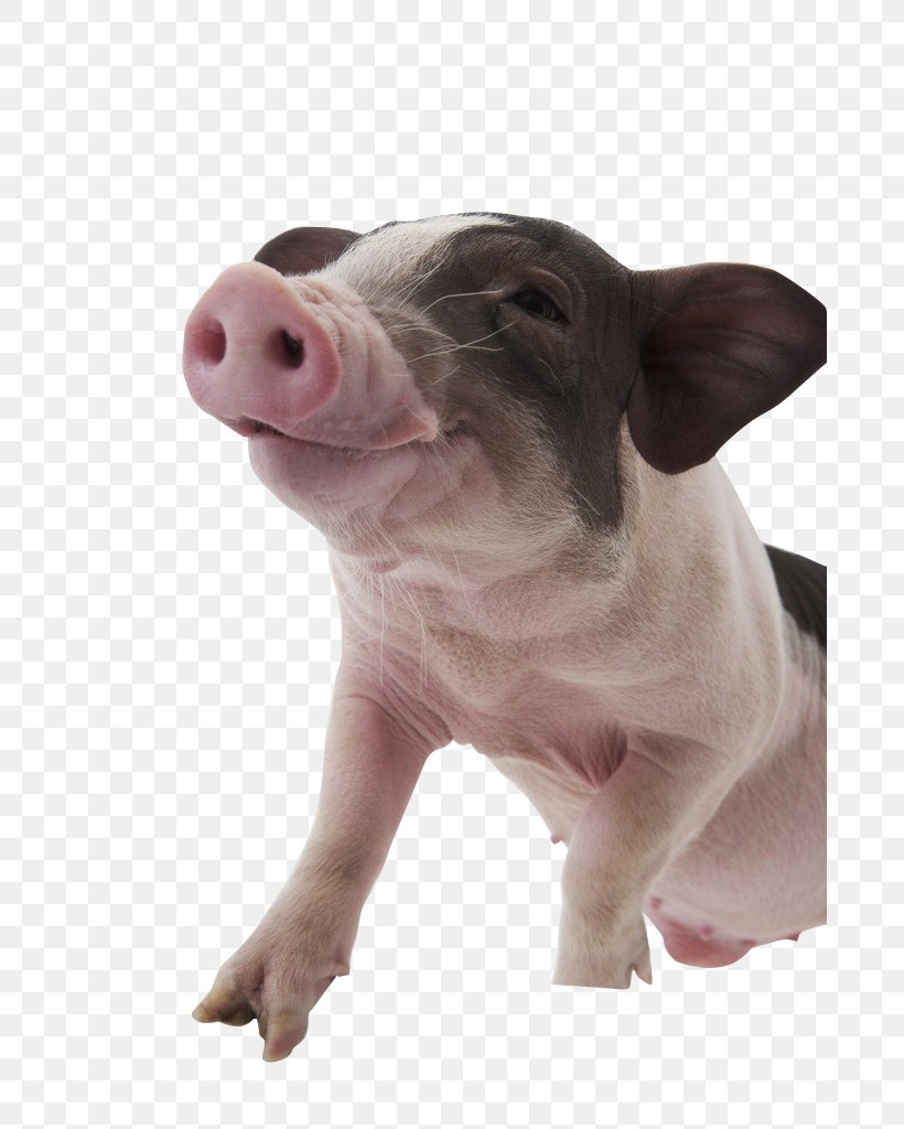 Pet Dog Photography, PNG, 681x1024px, Domestic Pig, Cat, Cuteness, Dog Breed, Livestock Download Free