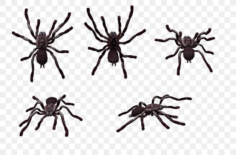 Skeleton Tarantula Spider Clip Art, PNG, 1024x675px, Tarantula, Arachnid, Art, Arthropod, Brachypelma Vagans Download Free