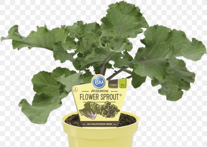 Spring Greens Brussels Sprout Kale Vegetable Sprouting, PNG, 870x619px, Spring Greens, Brussels Sprout, Embryophyta, Flowerpot, Health Download Free
