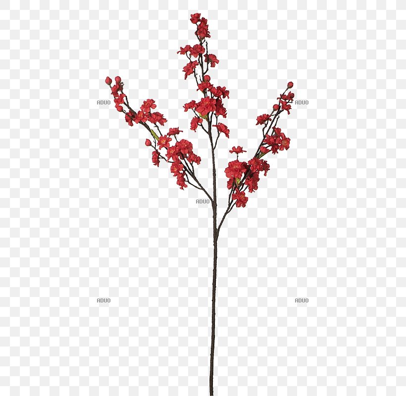 Twig Flower Red Plant Stem Branch, PNG, 800x800px, Twig, Aquifoliaceae, Aquifoliales, Blossom, Blume Download Free