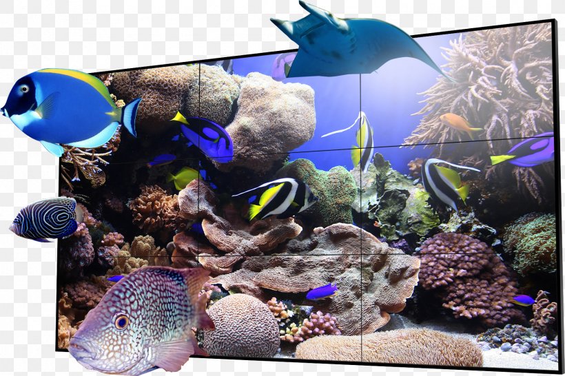 Coral Reef Fish Drawing Ecosystem, PNG, 1736x1158px, Coral Reef, Aquarium, Aquarium Decor, Coral, Coral Reef Fish Download Free