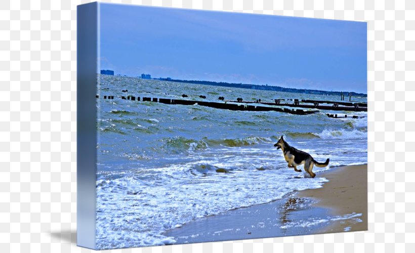 Dog Shore Gallery Wrap Sea Canvas, PNG, 650x500px, Dog, Arctic, Art, Canvas, Dog Like Mammal Download Free
