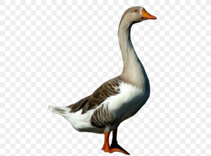 Greylag Goose Duck Clip Art, PNG, 480x608px, Goose, American Black Duck, Animal, Beak, Bird Download Free
