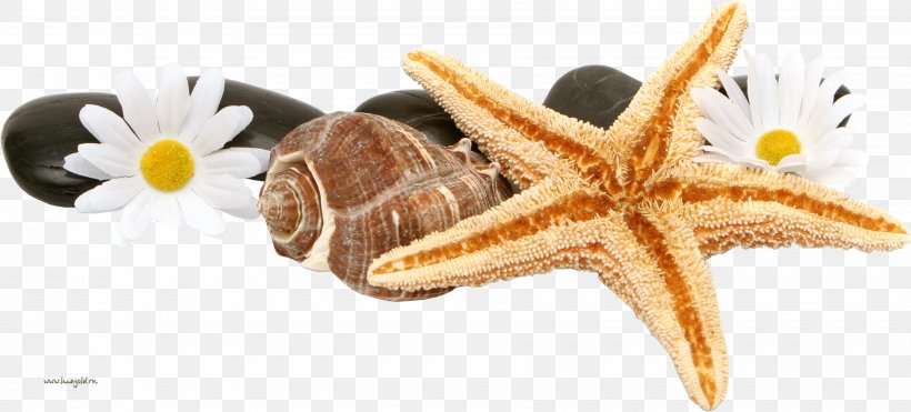 Starfish Seashell Clip Art, PNG, 3600x1629px, Starfish, Beach, Body Jewelry, Brittle Star, Computer Monitors Download Free