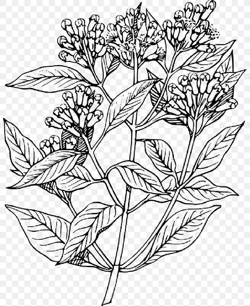 Clip Art Vector Graphics Line Art Drawing Illustration, PNG, 800x1003px, Line Art, Art, Blackandwhite, Botany, Coloring Book Download Free