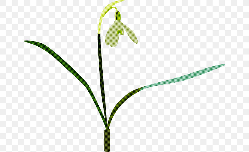 Flower Plant Snowdrop Summer Snowflake Plant Stem, PNG, 665x502px, Flower, Amaryllis Family, Galanthus, Pedicel, Plant Download Free