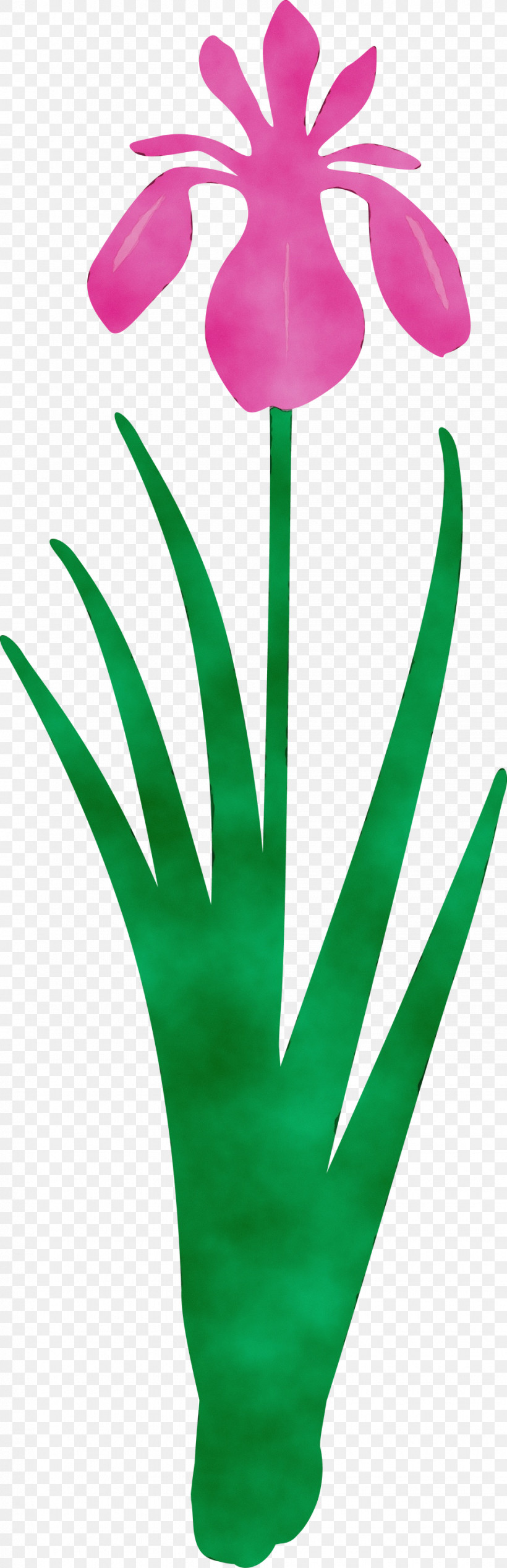 Green Leaf Plant, PNG, 970x3000px, Iris Flower, Green, Leaf, Paint, Plant Download Free