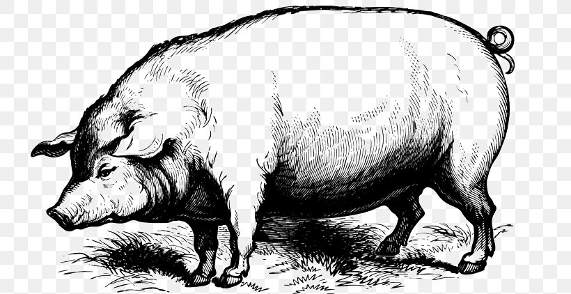 Domestic Pig Drawing, PNG, 731x422px, Pig, Art, Black And White, Cattle Like Mammal, Depositphotos Download Free