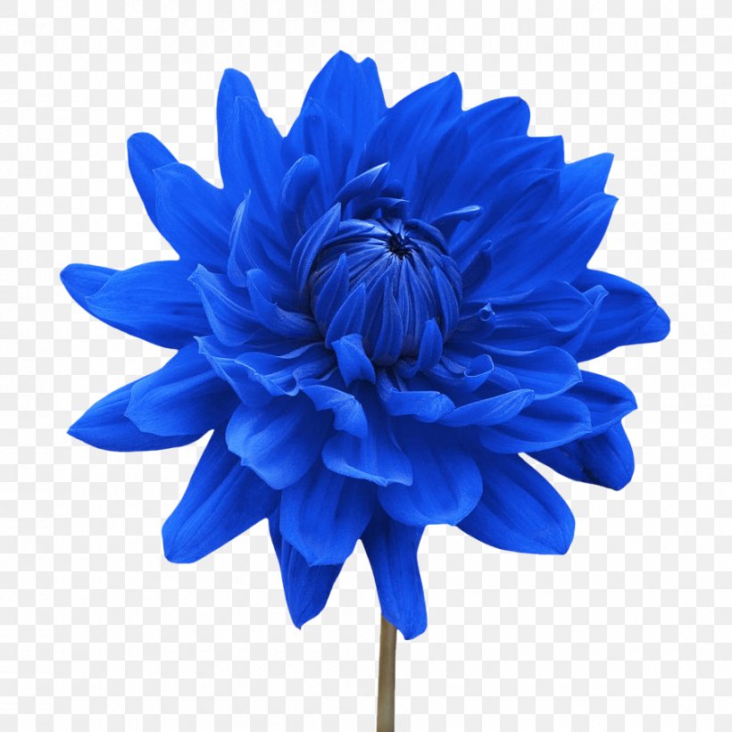 Flower White Blue Dahlia Desktop Wallpaper, PNG, 900x900px, Flower, Blue, Blue Flower, Chrysanths, Color Download Free
