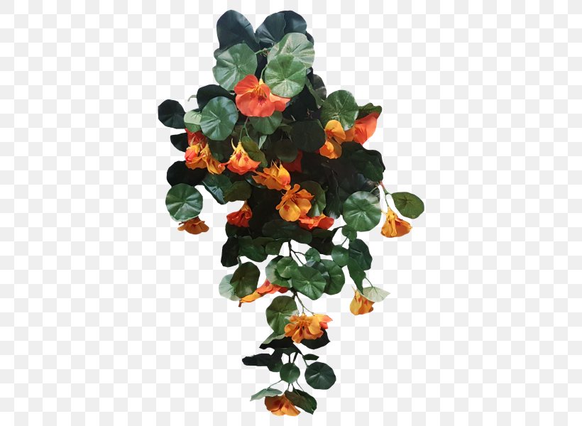 Nasturtium Shrub Plant Leaf Bush, PNG, 800x600px, Nasturtium, Bush, Flower, Google, Google Search Download Free