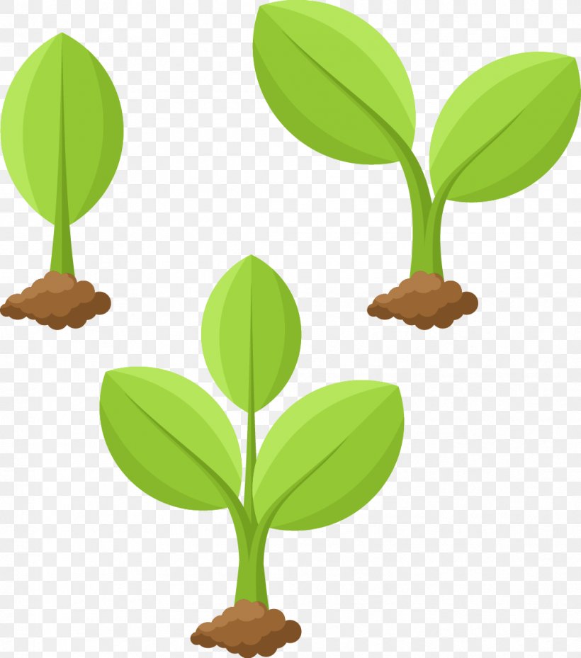 Plant Cartoon Illustration, PNG, 1034x1172px, Plant, Bud, Cartoon, Cultivo,  Drawing Download Free