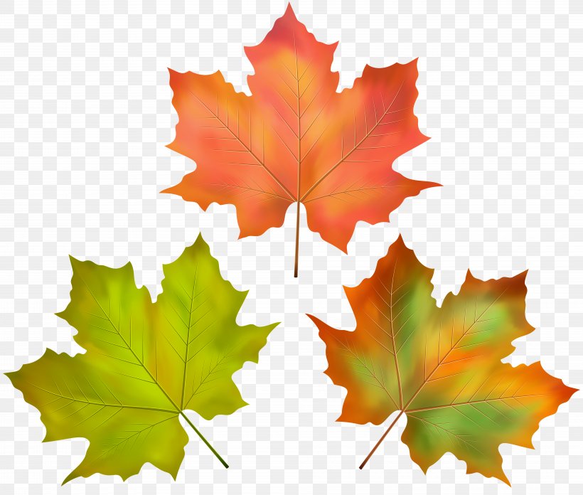Autumn Maple Leaf Image, PNG, 8000x6795px, Autumn, Autumn Leaf Color, Composition, Digital Image, Leaf Download Free