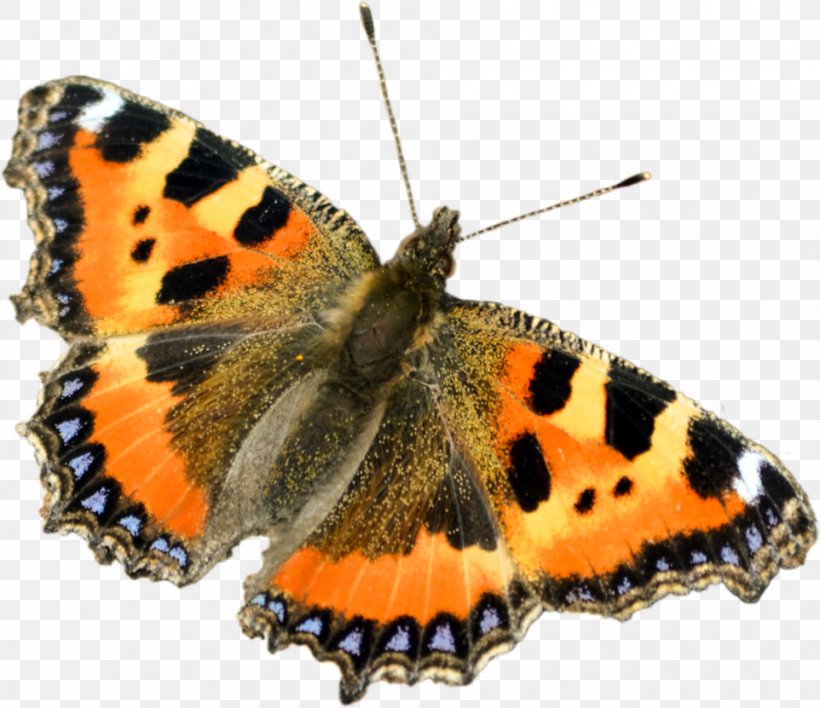 Butterfly IPhone 8 Small Tortoiseshell Desktop Wallpaper, PNG, 962x831px, Butterfly, Aglais, Arthropod, Brush Footed Butterfly, Caterpillar Download Free