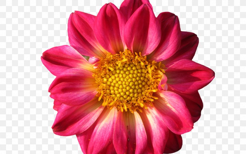 Dahlia Stock.xchng Corso SHIATSU Image Photograph, PNG, 1368x855px, Dahlia, African Daisies, Annual Plant, Chrysanthemum, Chrysanths Download Free