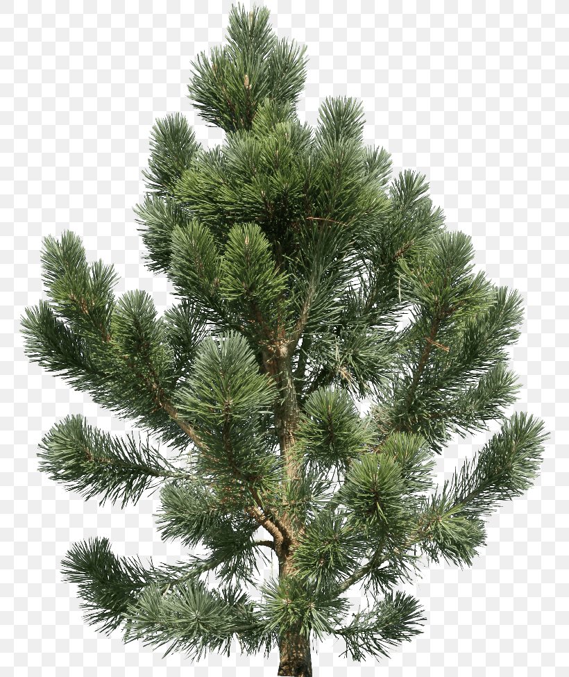 Fir Pine Tree, PNG, 768x975px, Pine, Biome, Branch, Christmas Decoration, Christmas Ornament Download Free