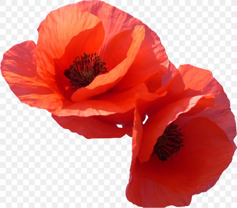 Flower Poppy Photography Clip Art, PNG, 1197x1051px, Flower, Common Poppy, Coquelicot, Flowering Plant, Orange Download Free
