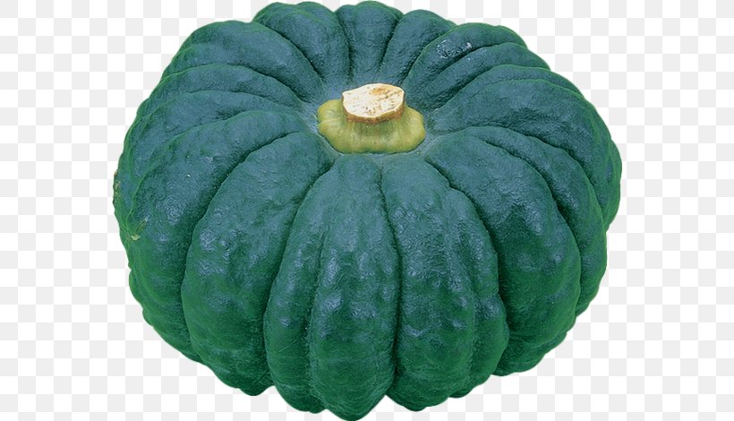 Gourd Cucurbita Winter Squash Melon Zucchini, PNG, 570x470px, Gourd, Commodity, Cucumber Gourd And Melon Family, Cucumis, Cucurbita Download Free