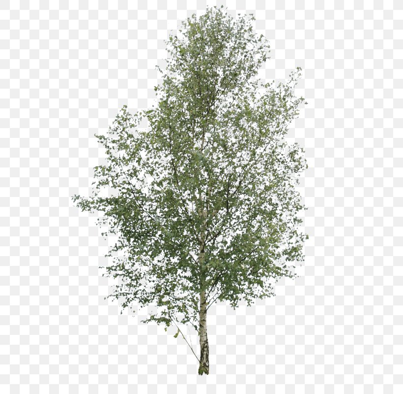 Paper Birch Tree Oak Pine Elm, PNG, 592x800px, Paper Birch, Betula Pubescens, Birch, Birch Family, Branch Download Free