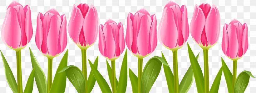 Tulip Flower Clip Art, PNG, 3526x1286px, Tulip, Bud, Flower, Flowering Plant, Lily Family Download Free