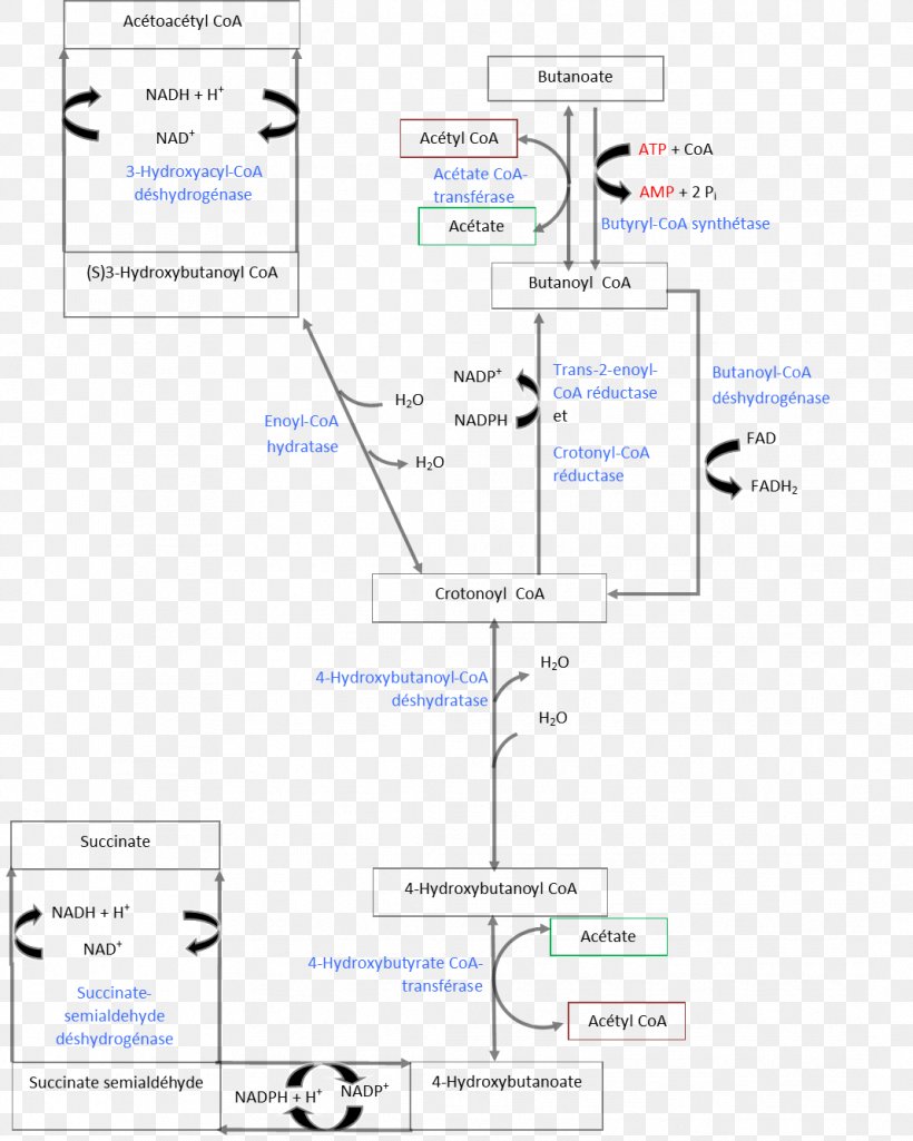 Acetoacetyl-CoA Butyric Acid Metabolism Coenzyme A, PNG, 1068x1335px, Acetylcoa, Acetoacetylcoa, Acetyl Group, Acid, Agriculture Download Free