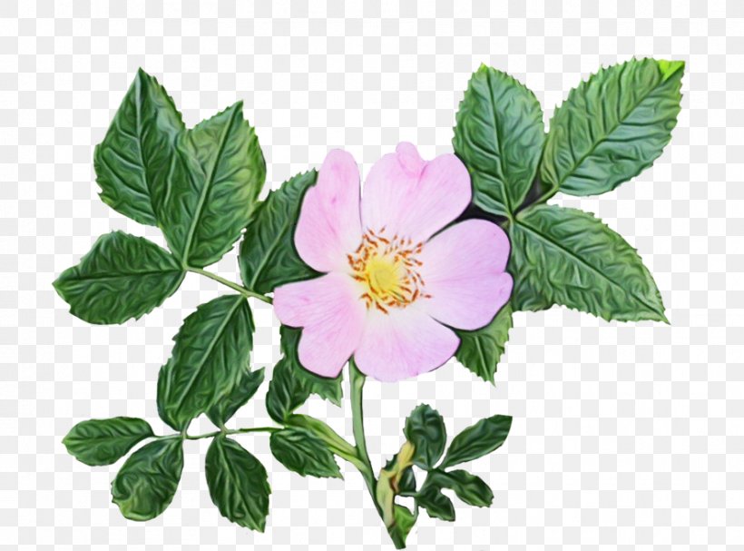 Pink Flower Cartoon, PNG, 886x656px, Watercolor, Cabbage Rose, California Wild Rose, Carolina Rose, Cinquefoil Download Free